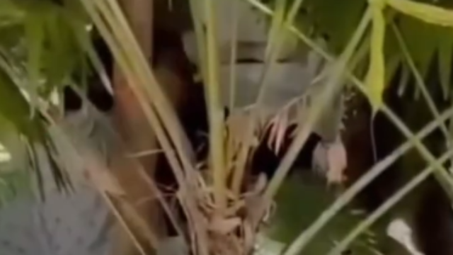 Sloppy Toppy in the jungle!